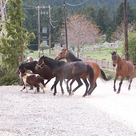 Boutique Skamnos Ξενοδοχείο Αράχωβα